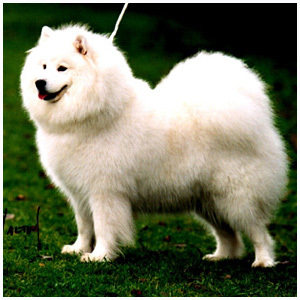 NIKARA KAHOOTS | Samoyed 