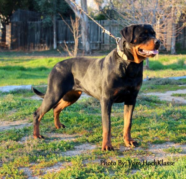 Betsy vom imperio | Rottweiler 