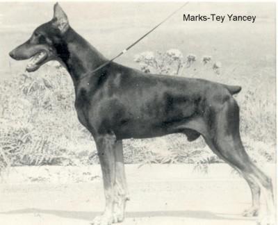 Marks-Tey Yancey | Black Doberman Pinscher