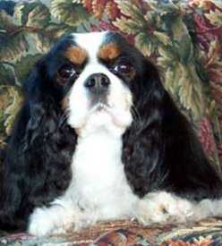 Chanctonbury Kiss | Cavalier King Charles Spaniel 