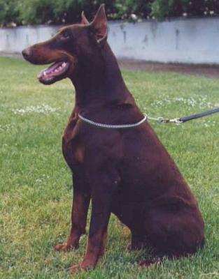 Excalibur v.d. Böllenruthen | Brown Doberman Pinscher