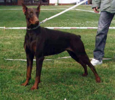 Eileen v.d. Böllenruthen | Brown Doberman Pinscher