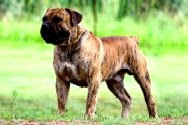 Middelpos Khan | African Boerboel 