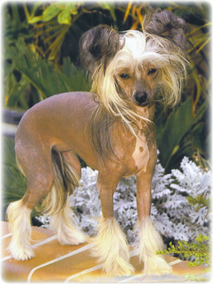 Kalon's Queen Of D'Nile | Chinese Crested 