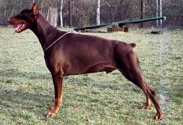 Aaron v.d. Rosenhöhe | Brown Doberman Pinscher