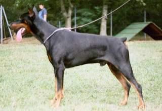 Asco v.d. Rosenhöhe | Black Doberman Pinscher