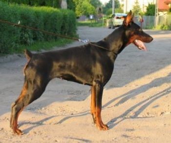 Ira El-Sa-Bo | Black Doberman Pinscher