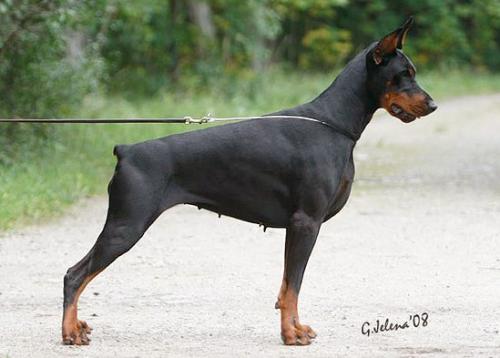 Gem'Givveeon Queen of the Rings | Black Doberman Pinscher