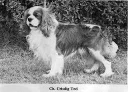 Crisdig Ted | Cavalier King Charles Spaniel 