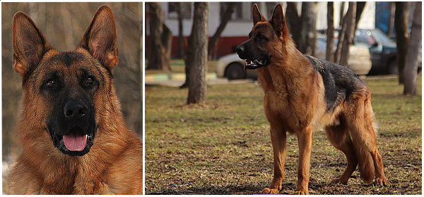 Daimanten Schloss Habur | German Shepherd Dog 