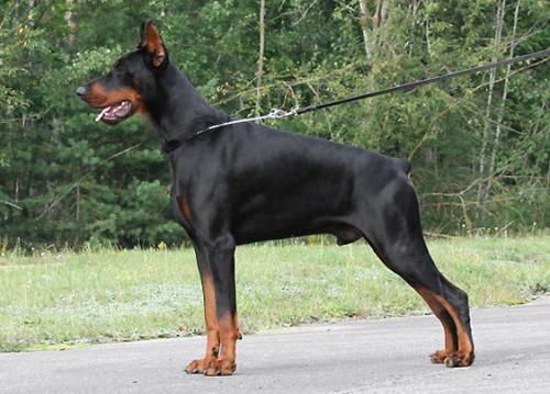 Gem'Givveeon Quinn Quinlan | Black Doberman Pinscher