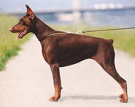 Isha Isaba v. Adlercrest | Brown Doberman Pinscher