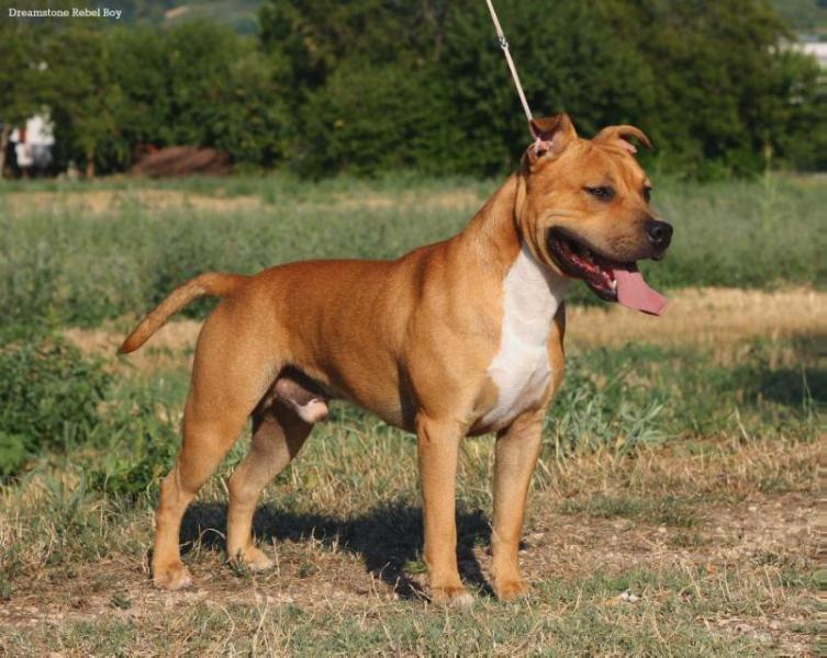Dreamstone Rebel Boy | American Staffordshire Terrier 