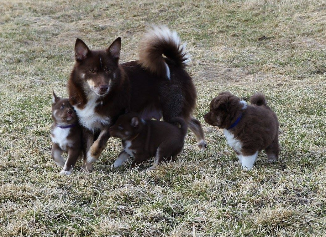 Snjófells Pandóra | Icelandic Sheepdog 