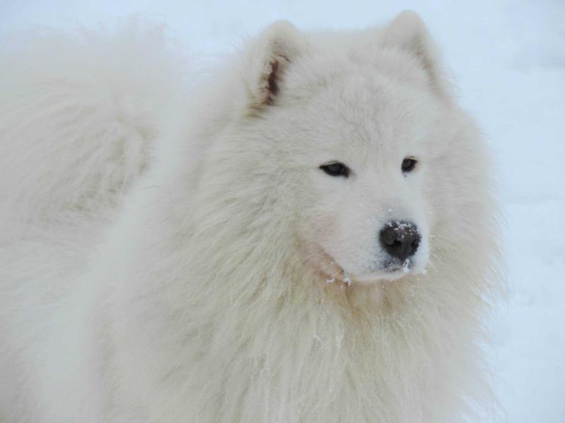 Nox-poli Wise William | Samoyed 