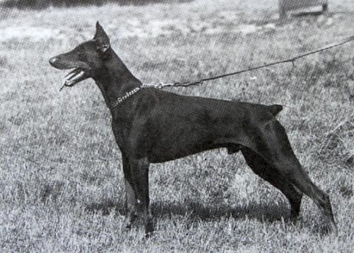 Dewet v.d. Räuberhöhle | Brown Doberman Pinscher