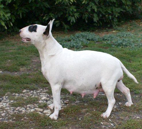 Trick Or Treat Atom Heart Mother | Bull Terrier 