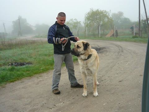 Asker | Kangal 