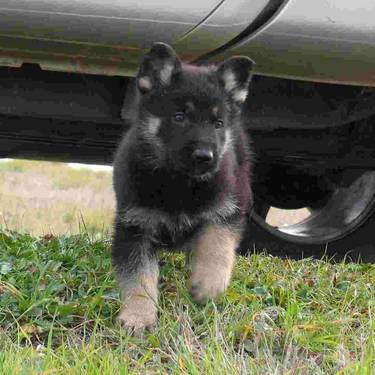 Darling vom Hass Haus | German Shepherd Dog 