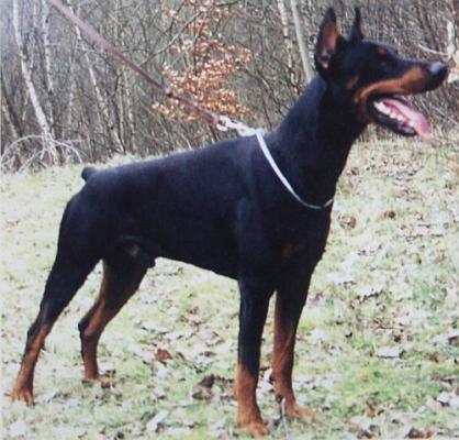 Arthos v.d. Burg Litermont | Black Doberman Pinscher