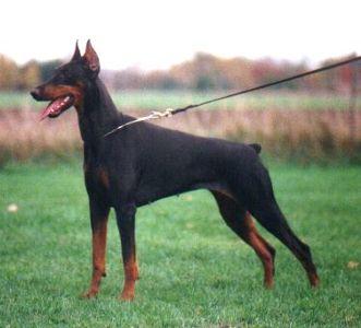 Amba v. Welfengarten | Black Doberman Pinscher