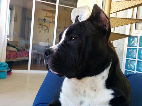Batey Let's Go Kennel | American Staffordshire Terrier 