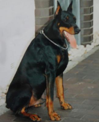 Doyan v. Schwarzen Aliba | Black Doberman Pinscher