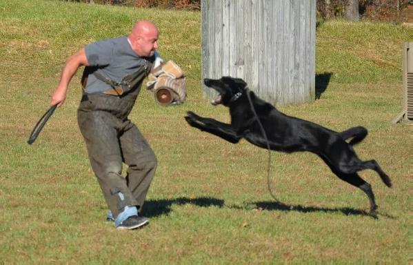 Buddy haus Rayl | Dutch Shepherd 