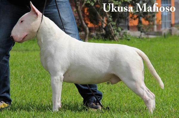 Ukusa Vito | Bull Terrier 