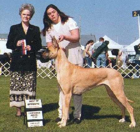 Dragondane's Mama Roux | Great Dane 