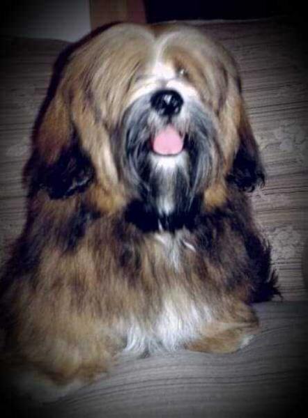 Gregory di Goathi | Lhasa Apso 