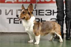 Geestland's Ultimate Unity | Cardigan Welsh Corgi 