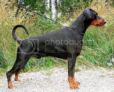 Däsy's Ideapop-Ilotti | Black Doberman Pinscher