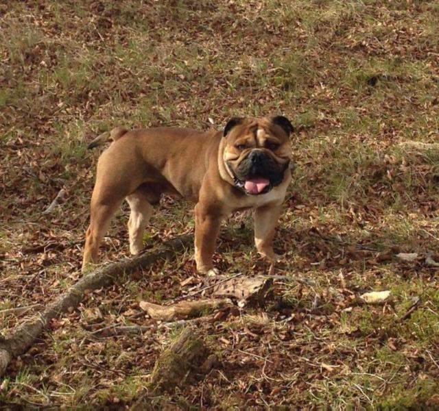 Regals Nitrous | Olde English Bulldogge 