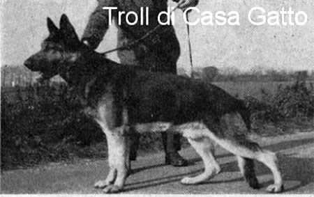 Troll di Casa Gatto | German Shepherd Dog 