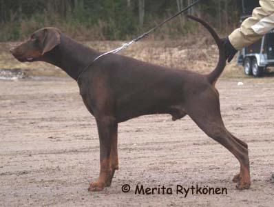 O'Zone Baku | Brown Doberman Pinscher