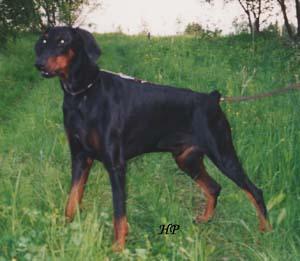 Papanas Prince | Black Doberman Pinscher