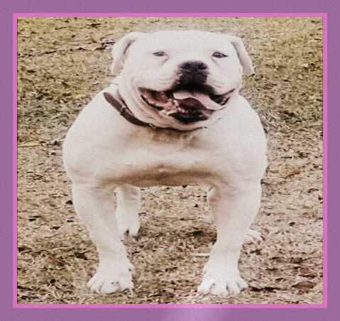 Baking Soda Sonya of Paparazzi Kennels | American Bulldog 