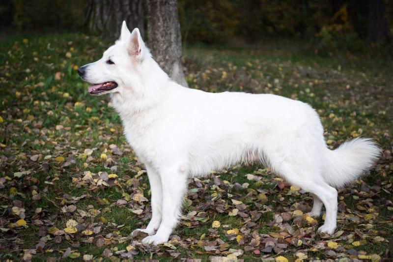 Konglegrend's Brilliant Star | White Swiss Shepherd Dog 