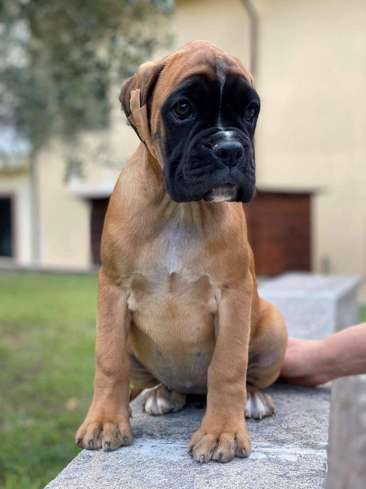 Ulana di casa Vernice | Boxer 