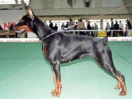 Modus Ost Cerceia Ceia | Black Doberman Pinscher