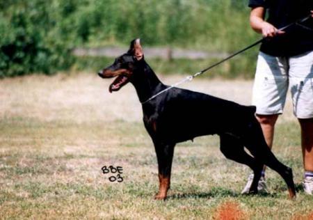 Modus Ost Grandezza Geba | Black Doberman Pinscher