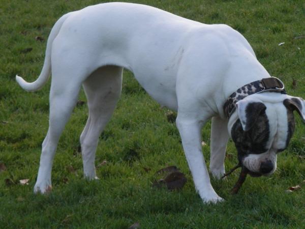 Oxpride's Pink Rebel | American Bulldog 