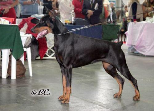 Negligentia di Satti | Black Doberman Pinscher