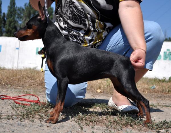 Angelskie Glazki Magnifisent | Miniature Pinscher 