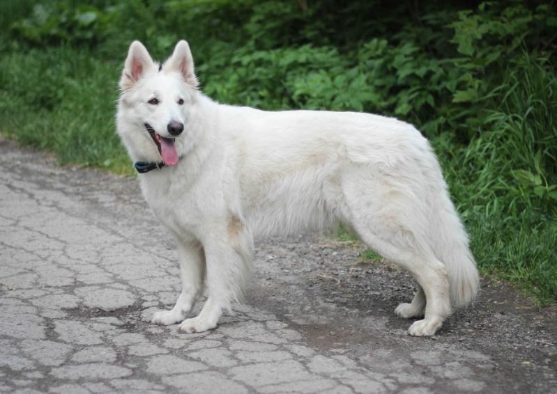 Sibirskoe Solnce Inara | White Swiss Shepherd Dog 