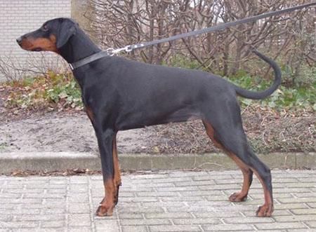 Just Dazzly Mystique Canine's Club | Black Doberman Pinscher