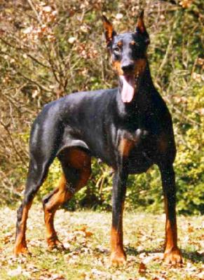 Dionee des Sylvanectes | Black Doberman Pinscher