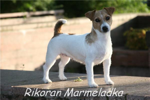 Rikoran Marmeladka | Jack Russell Terrier 