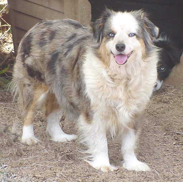Hughes Toy's Valentines | Australian Shepherd 
